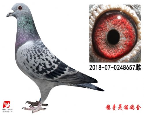 �������޻�ղɭ