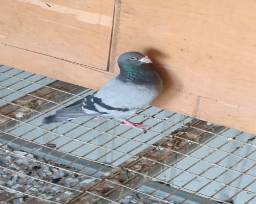 �����۸�-����