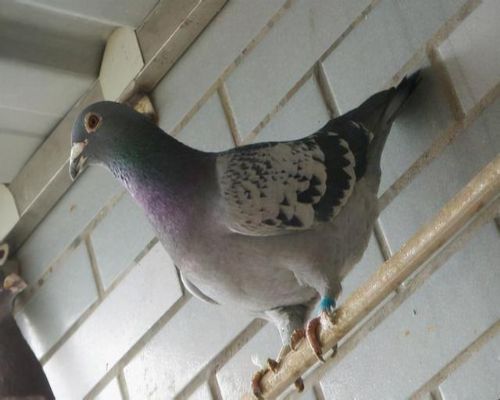 17�깫��ɼ���