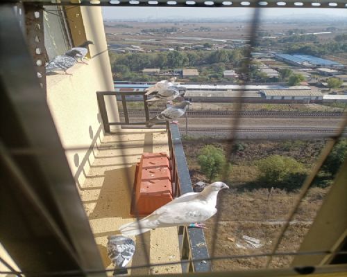 21�괺�ոռҷɵ�С����