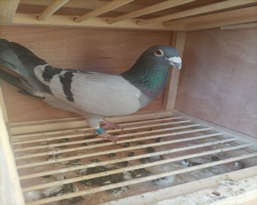 ����һֻ�����ָ�