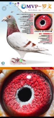 �˵�����˹