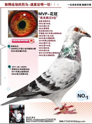 ��˹����-����