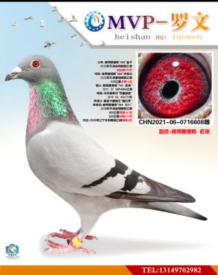 �˵�����˹-����