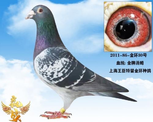 �Ϻ�����������ķ