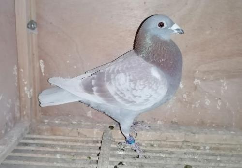 2021��ï����826��