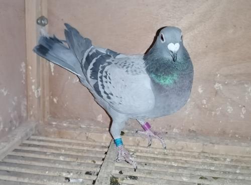 2021��·ͨ˳97��