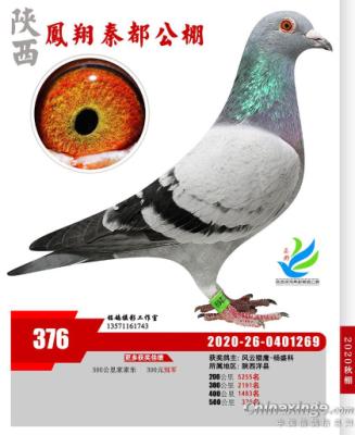 �ض�����376��