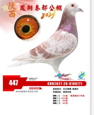 �ض�����447��