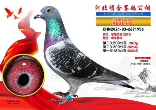 ����ɼ���