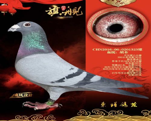 ����ŵ����