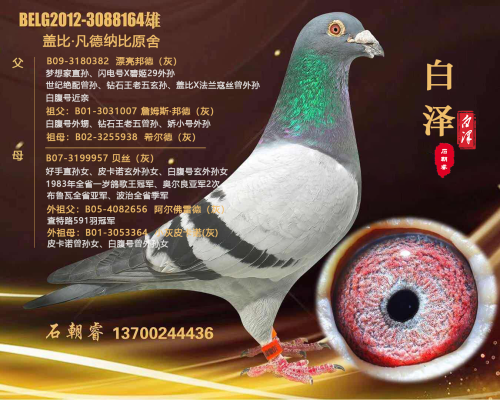 �����ָ�