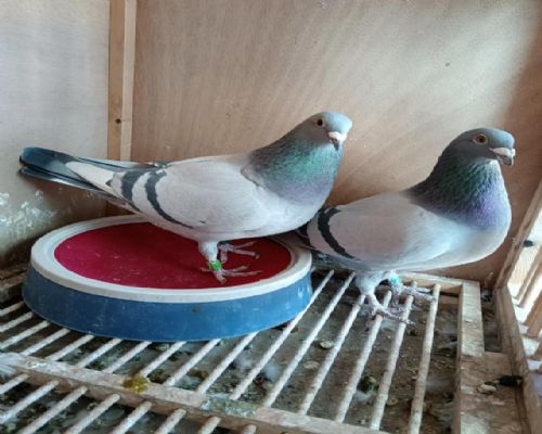 �����ˡ�����ү������ʢ�ٹ�ĸ