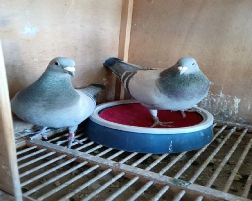 �Ӵ�021����ʢ203