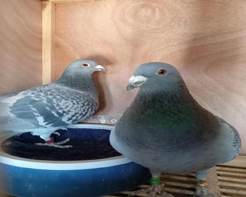 ������ϴ�����Ǹ���4