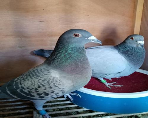 ��ʢ�ٹ鹫�������ס�ĸ