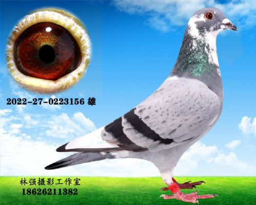 花头白条