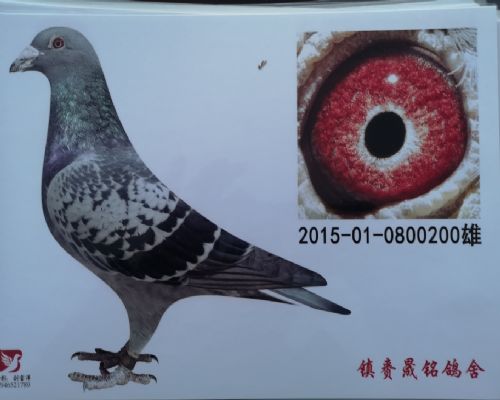 �����к�919ֱϵ