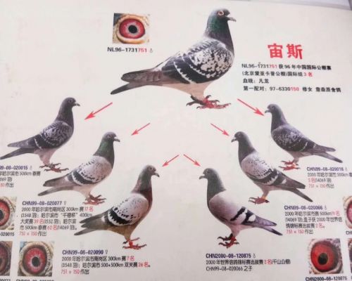 ������һ�Ÿ������