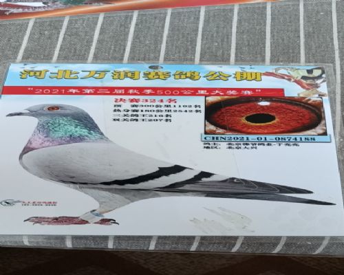 ����518ֱ��