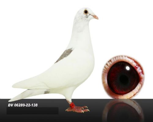 ���ǲ���