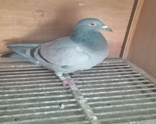 Ľ���š�ɣ��ʿ