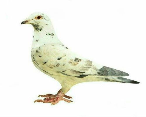 �Ͻ�ĸ����