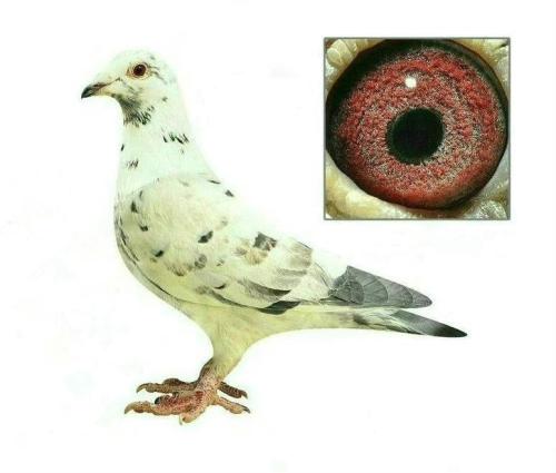 ����������ĸ