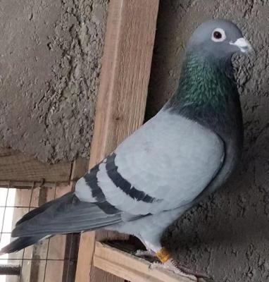 663��9��ֱ�ӣ�