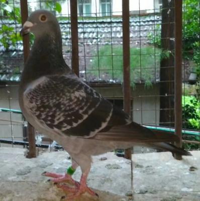 511 ��9��ֱ�ӣ�