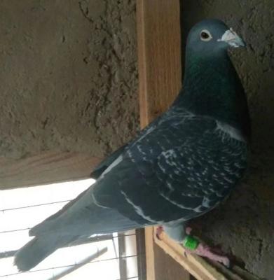 9�� ��³��ֱ�ӣ�