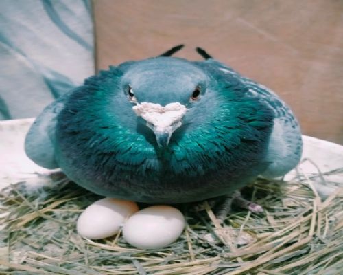 ����̫��ֱŮ