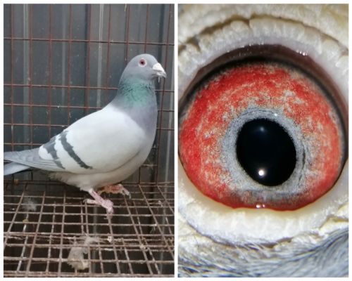 �ر�36��X13����