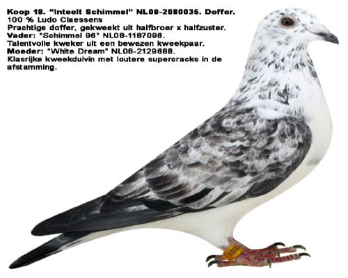 ³������ɭ