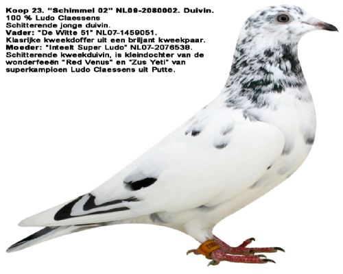 ³������ɭ