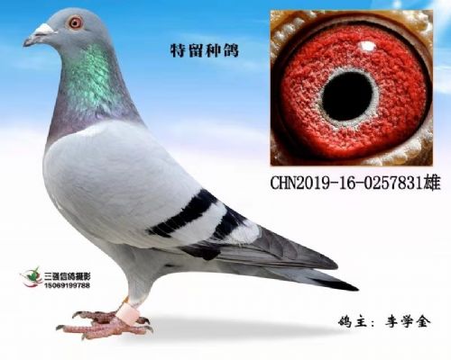 �����ָ�