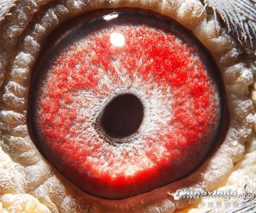 ��˳�´���244��