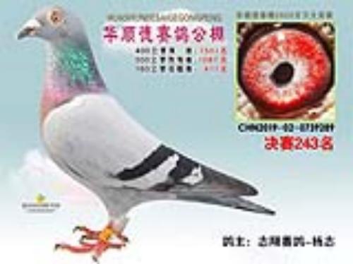 ��˳�´���244��