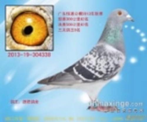 2013���ͨ��դ���͸�