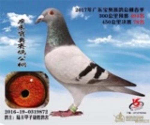 2017�����¹�դ���͸�