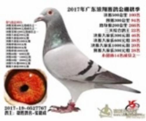 2017��Ũ�蹫դ���͸�