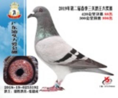 2019���󰮹�դ���͸�