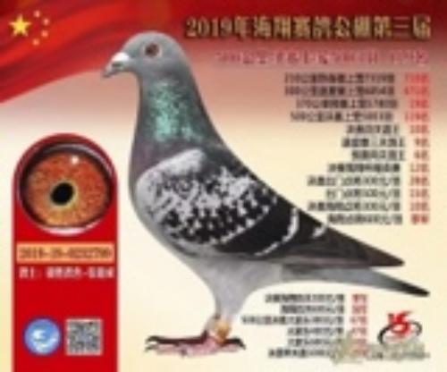 2019�ﺣ�蹫դ���͸�