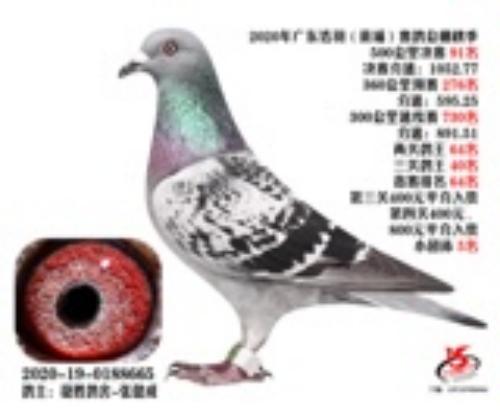 2020�������ҹ�դ���͸�