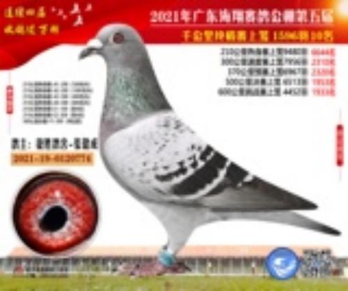 2021�ﺣ�蹫դ���͸�