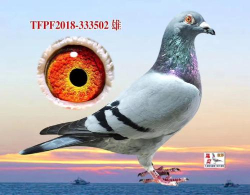 [���o��܊449]ֱ��[�ķ��l]