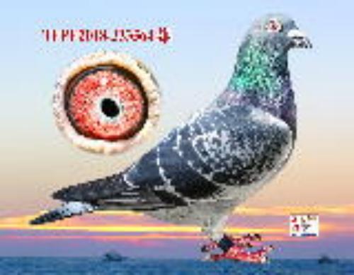 [�ʯ��.��ĸ]ֱ��[��荻���2