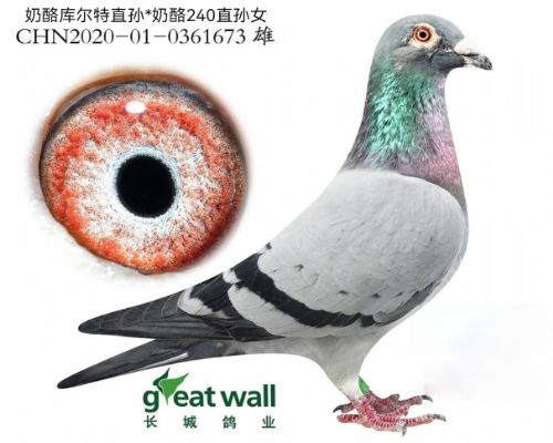 ���ҿ����