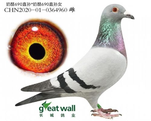 ����690���׻�Ѫ