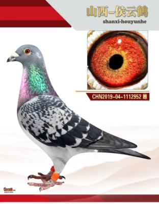 ���β���ղɭ